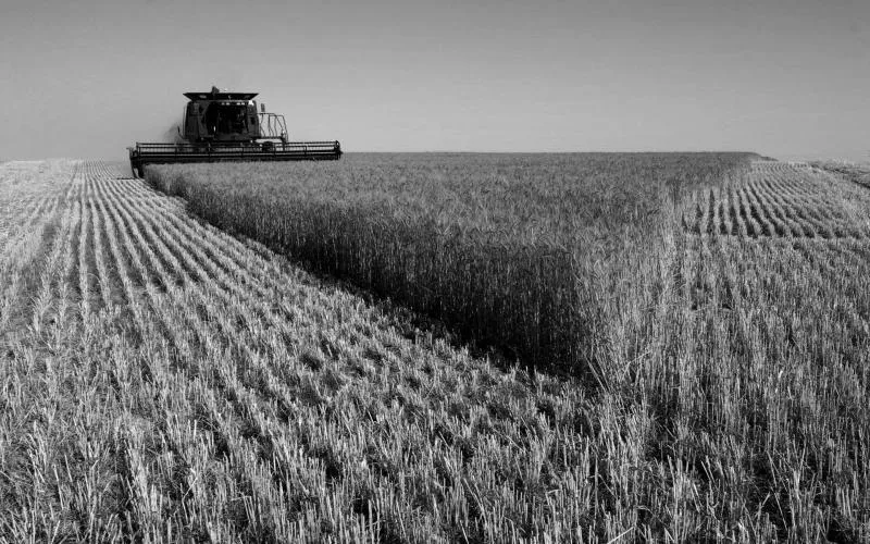 Importação farinha de trigo argentina