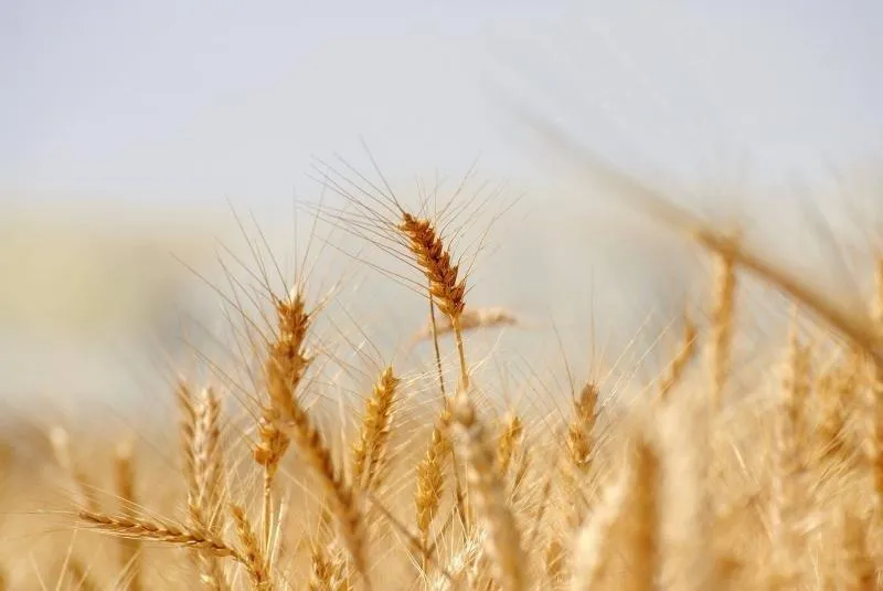 Importação farinha de trigo argentina